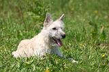 BOUVIER DES ARDENNES 441